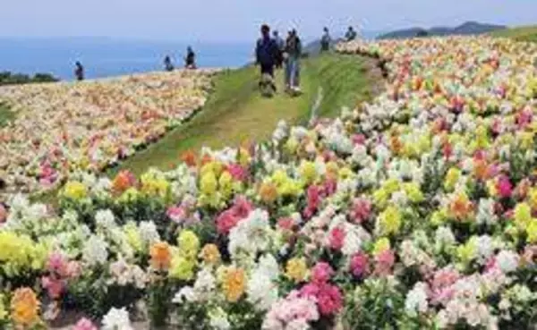 初夏の風に泳ぐキンギョソウ、青い海と共演　あわじ花さじきで2万本満開