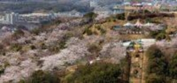 斜面を染めるピンク　海を見下ろす絶景遊園地にぎわい　神戸・須磨