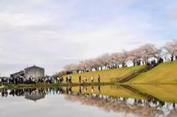 水鏡に咲き誇る逆さ桜、春の二重奏　小野・桜づつみ回廊　住民が育てた名所、撮影スポット手作り