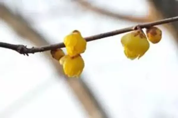 枝先に春の気配、ろう細工のような光沢きらめく　ソシンロウバイ開花　兵庫・三田