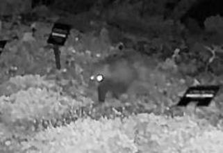 親子タヌキ、夜の園内散歩　神戸・六甲高山植物園　センサーカメラで撮影、子タヌキらしい鳴き声も