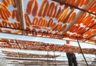 寒風にさらされ人気の高級珍味に　家島諸島でカラスミ天日干し最盛期