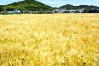 風に揺れる黄金の穂、兵庫の麦秋が到来　加古川と稲美400ヘクタールで栽培
