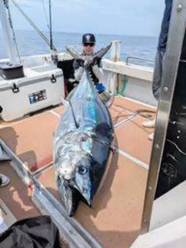 煙上げるリール、さおへし折られ…釣ったぞ!200キロのクロマグロ　兵庫の鉛筆画家が「格闘」振り返る