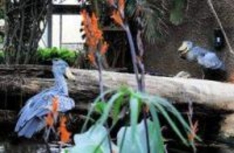 「動かない鳥」ハシビロコウ、世界3例目の繁殖成功なるか　11年余り続く神戸どうぶつ王国の挑戦