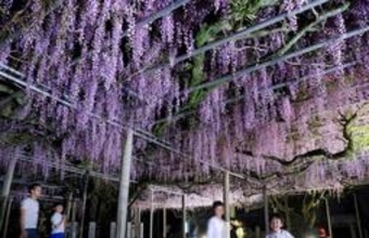 「千年藤」満開、境内包む紫の香り　夜間ライトアップで妖艶に　宍粟・山崎の大歳神社