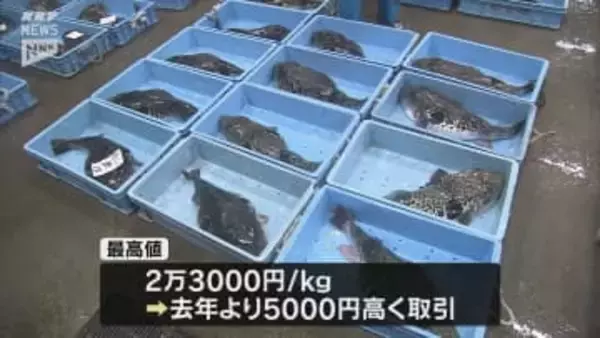 下関・南風泊市場でフグの初競り 天然物最高値はキロ2万3000円