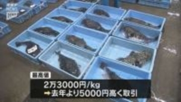 下関・南風泊市場でフグの初競り 天然物最高値はキロ2万3000円