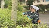 「伝統行事を受け継いで…去年3月に閉校となった岩国高校広瀬分校で茶摘み」の画像1