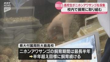 「海の花束」二ホンアワサンゴの国内最大級の群生地・周防大島～地元の高校生が体験学習