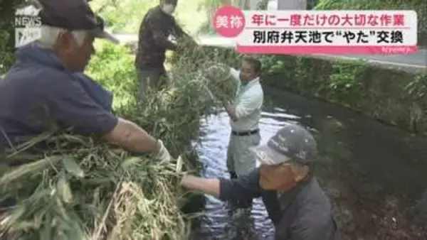 清らかな水を平等に分かつ　別府弁天池で「やた」の交換行事