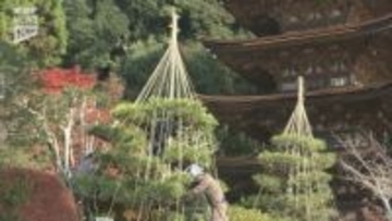 冬の装いへ衣替え 山口市・香山公園でクロマツを守る「雪吊り」設置始まる