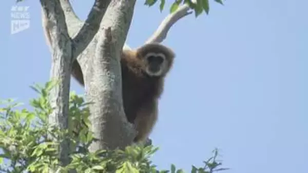 「宇部市のときわ動物園でシロテテナガザル1頭が展示エリアから一時逃げ出す」の画像