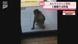 「周南市で女性がサルにズボンを引っ張られる 周南市ではサルが人と接触する事案相次ぐ」の画像1