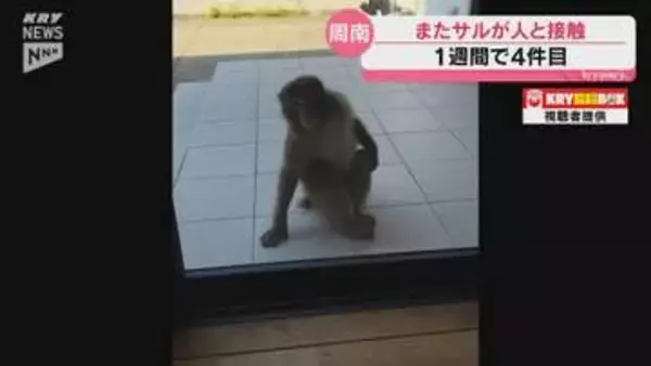 周南市で女性がサルにズボンを引っ張られる 周南市ではサルが人と接触する事案相次ぐ