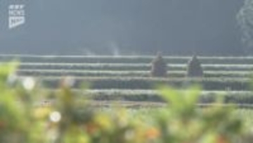 周南市八代にナベヅル第3陣３羽飛来　あわせて8羽に