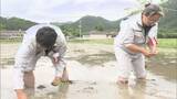 「長門市で10年ぶり「新嘗祭」献穀米のお田植え式」の画像1