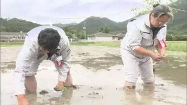 長門市で10年ぶり「新嘗祭」献穀米のお田植え式