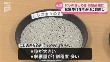 【山口】暑さに強い水稲「にじのきらめき」を奨励品種に…9年ぶりに見直し