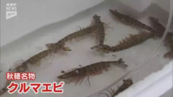 「えび喰おう祭」初開催！えびの町・秋穂の魅力を発信