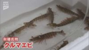 「えび喰おう祭」初開催！えびの町・秋穂の魅力を発信