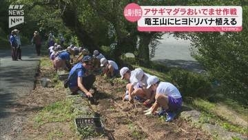 竜王山にアサギマダラを 地元の小学生がヒヨドリバナの苗を植える
