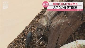 涼し気な音色はいかが 岩国市で半世紀以上続くスズムシの無料配布