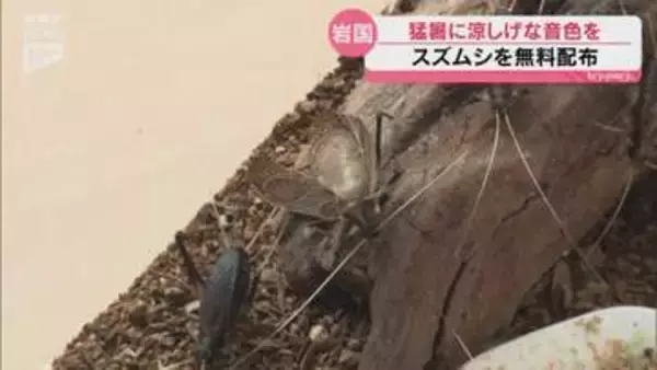 涼し気な音色はいかが 岩国市で半世紀以上続くスズムシの無料配布