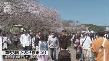 絶好の行楽日和に笑顔咲く！第53回たぶせ桜まつり、親子連れらで賑わう