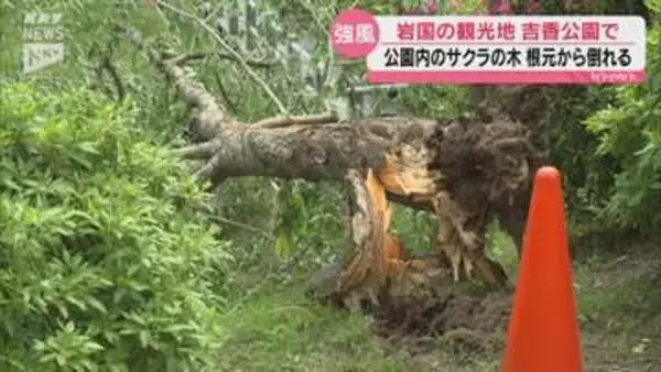 【強風】GWで賑わう公園内でサクラの木が倒れる・けが人なし（山口・岩国市）