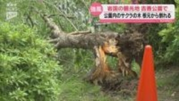 【強風】GWで賑わう公園内でサクラの木が倒れる・けが人なし（山口・岩国市）
