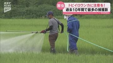 トビイロウンカ飛来数が「過去10年で最多」 山口県が注意報発令 農家は手作業で防除徹底