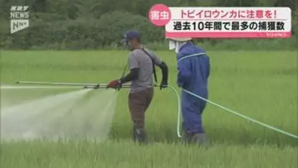 トビイロウンカ飛来数が「過去10年で最多」 山口県が注意報発令 農家は手作業で防除徹底