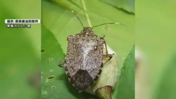 捕獲数は平年の10倍⁉山口県がカメムシ注意報を発令～越冬した果樹カメムシは約3倍に