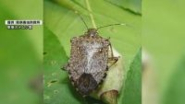 捕獲数は平年の10倍⁉山口県がカメムシ注意報を発令～越冬した果樹カメムシは約3倍に