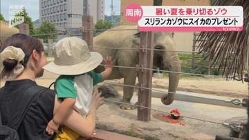 暑い夏を乗り切って！徳山動物園の人気者スリランカゾウにスイカのプレゼント
