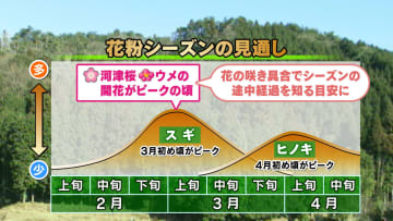 【山口天気 夕刊2/17】早春の花の咲き具合で「花粉シーズン」を知る　花粉は早くも飛散急増中…万全の対策を！