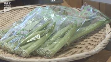 粘りは通常の3倍！長門の伝統野菜 白オクラの出荷始まる