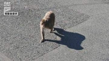 山口・周南市の路上でサルが女性の足に抱きつく…女性にケガなくサルは立ち去る