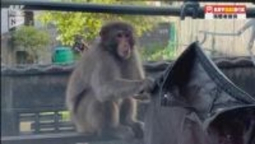 【速報】またもサルに服を触られる…周南でサルの接触事案　4日連続で今月に入り5件目