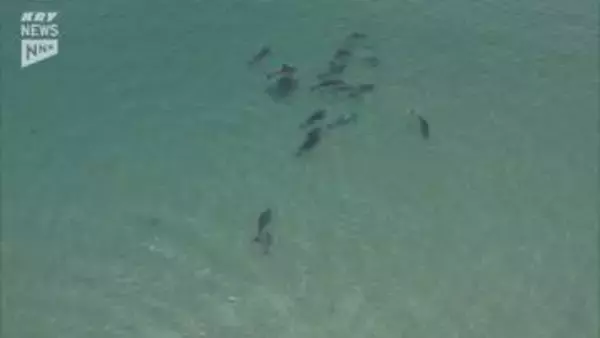 阿武町の沿岸にイルカの群れが出現！沖合わずか30メートル、町職員がドローンで撮影