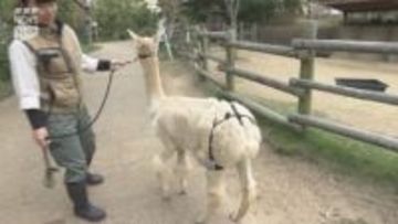ときわ動物園のアルパカの命を守ろう 歩行をサポートする装具の開発などに向けプロジェクトが進む