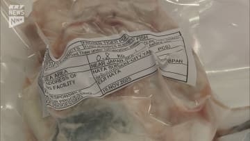 下関からアメリカ・ニューヨークに向けてトラフグを出荷 日本食レストランなどで刺身や鍋などとして提供予定