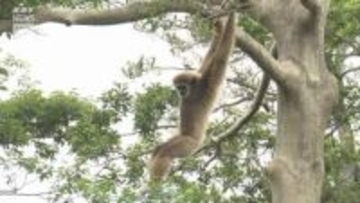 シロテテナガザルが飼育スペースから一時逃げ出す～山口・ときわ動物園…展示を一時中止に