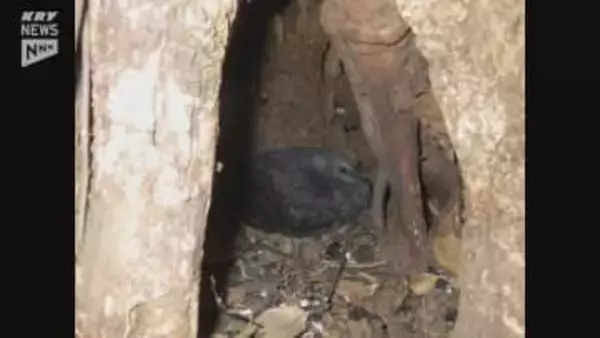 カラスバト繁殖確認で環境アセスを要請　上関の中間貯蔵施設めぐり4団体が中国電力に申し入れ