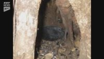 カラスバト繁殖確認で環境アセスを要請　上関の中間貯蔵施設めぐり4団体が中国電力に申し入れ