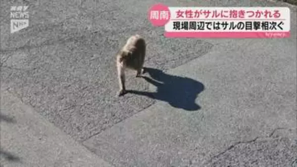 周南市の住宅街でサルが女性を襲撃！足に抱きつくもケガなし