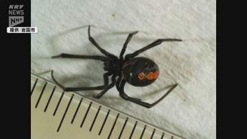 見つけても触らないで！公園で特定外来生物「セアカゴケグモ」メス5匹見つかる（山口・岩国市）