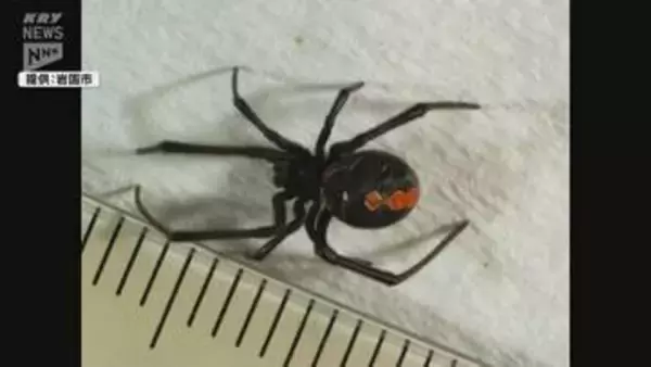 見つけても触らないで！公園で特定外来生物「セアカゴケグモ」メス5匹見つかる（山口・岩国市）