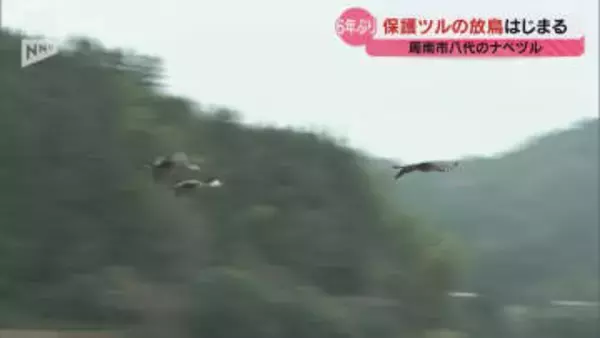 周南市八代で保護されていたナベヅル3羽の放鳥作業 初日はケージから出ず放鳥作業は18日に持ち越し